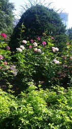 20150908_105208[1]