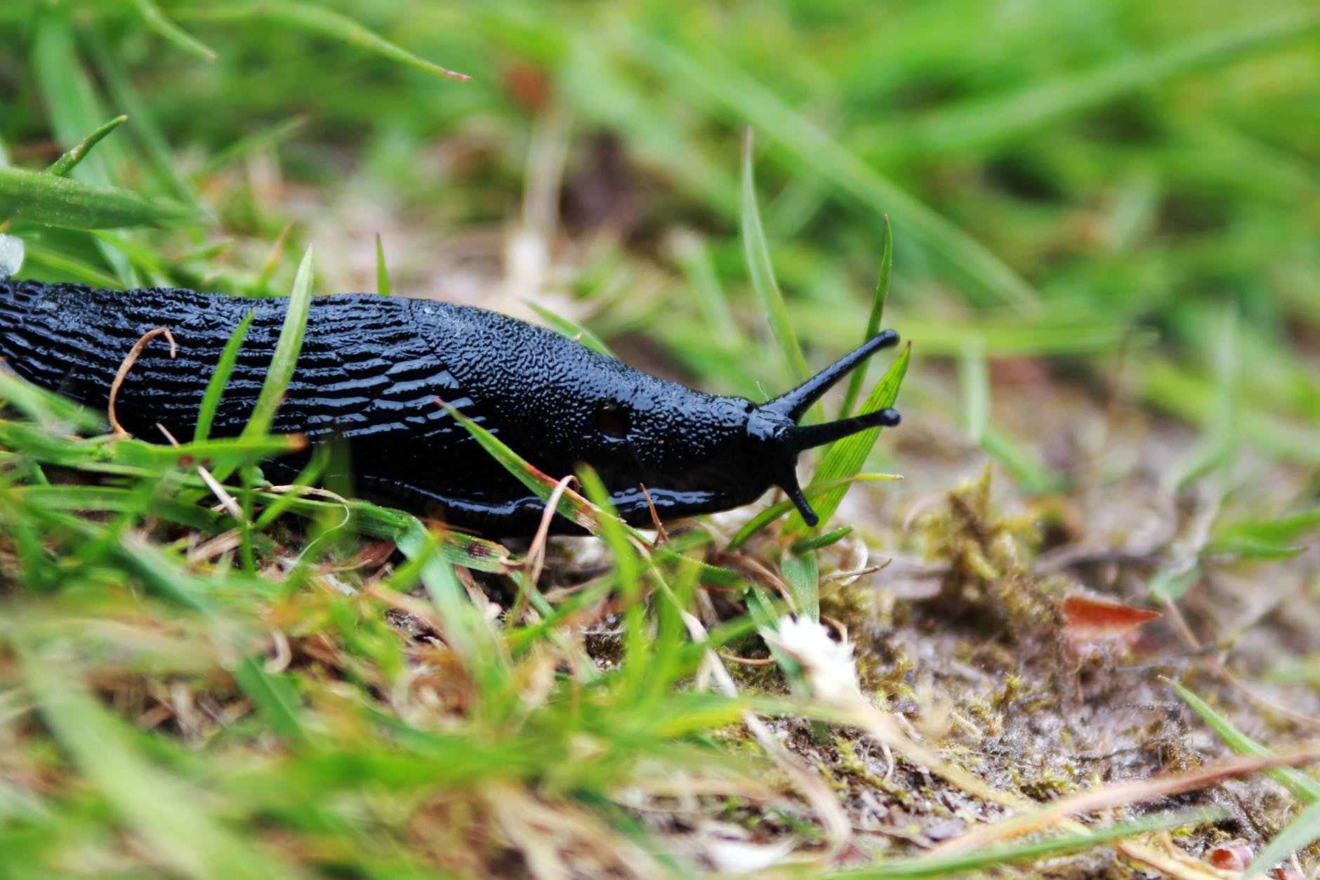 black snail on grass